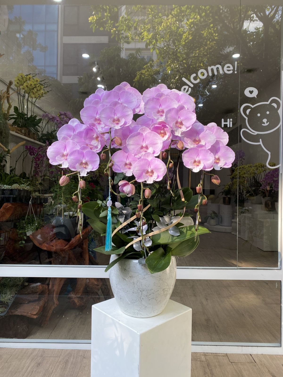 Chậu Hoa Lan Hồng